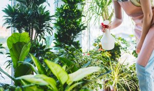 The best indoor plants for Sydney living.