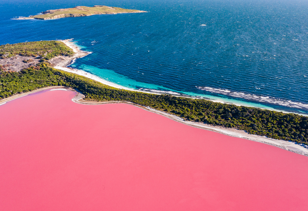 The very pink Lake Miller, WA